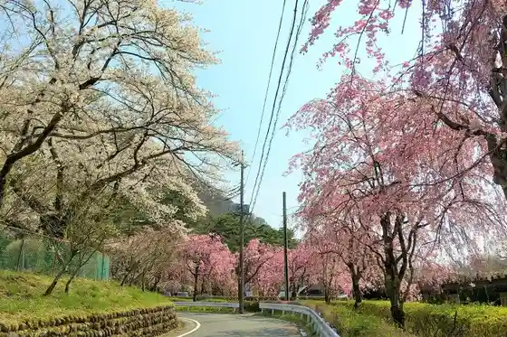 Cherry Blossoms at Kinugawa Park