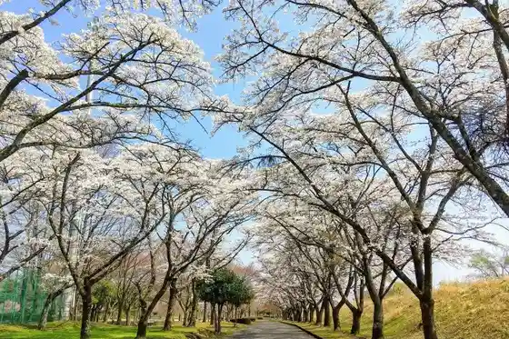 Cherry Blossoms at Maruyama Park