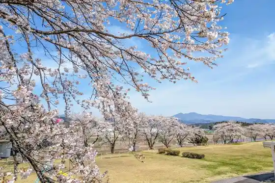 Cherry Blossoms around Akamama Hall