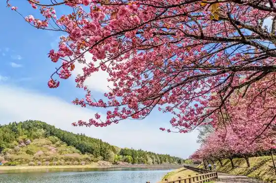 Cherry Blossoms at Omuro Dam