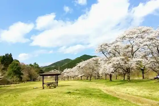 Sayugawa Cherry Blossom Park