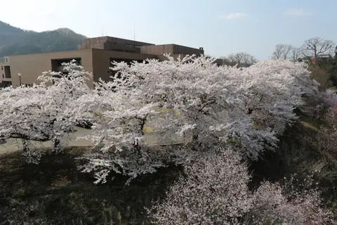 Ninohe Civic Cultural Center (cherry blossoms along the Mabuchi River)