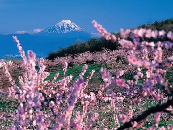 Shinpu Peach Blossom Paradise