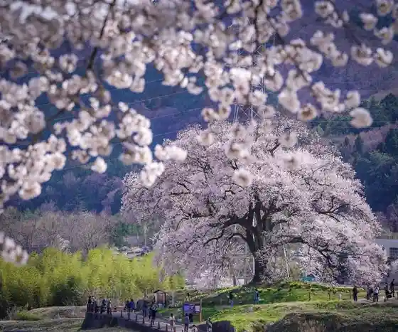 Wanizuka Cherry Tree