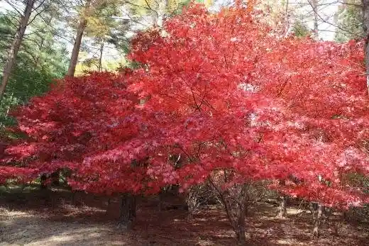 Ikoi-no-Mori and Shinrei Falls Trail