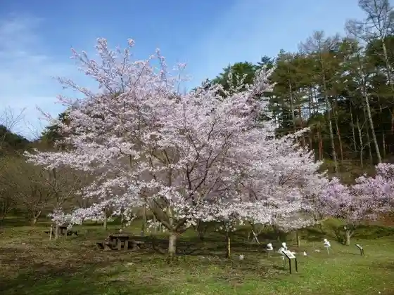 San Tsu Toge Sakura Park Cherry Blossoms