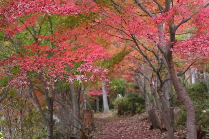 Tozan Village