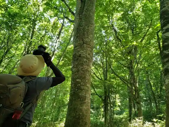 Beech Forest Walking Trail