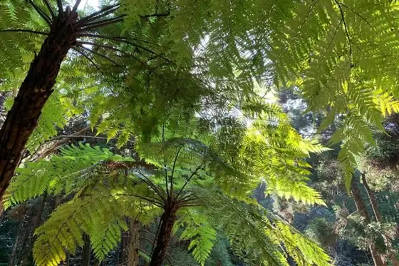 Hego Natural Colony