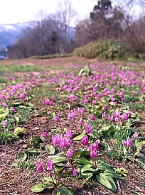 Spring Mountain Wildflowers
