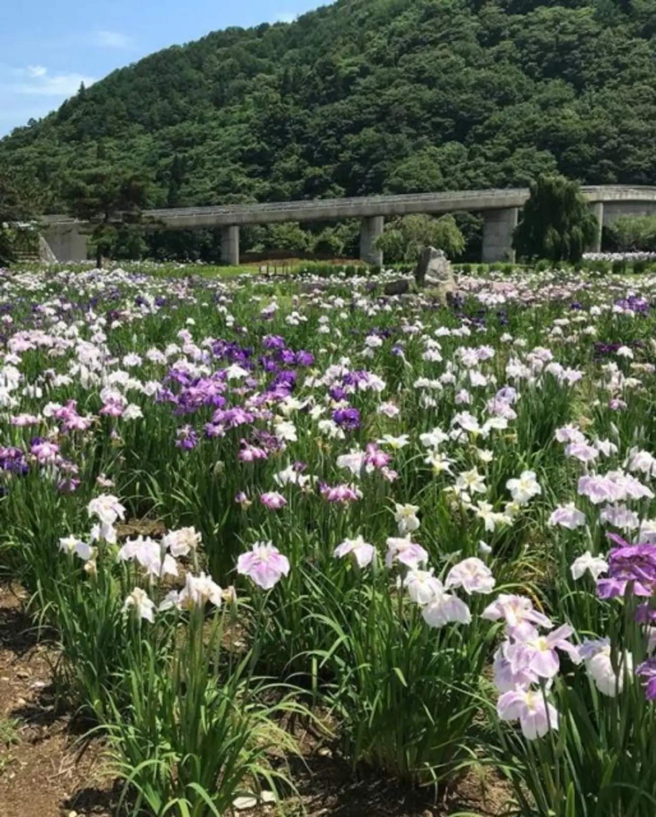 Kinshu Kosen Shiri General Park Ayame Sono