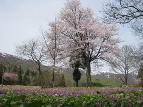 Nishiwaga Town Katakuri native habitat