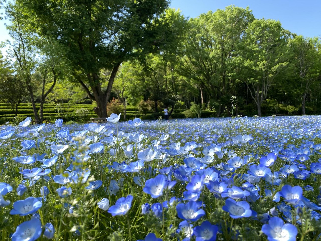 Nobeoka Botanical Garden