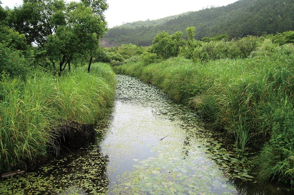 Ieda Wetland