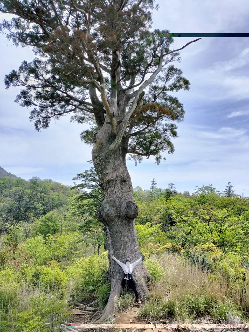 Oni-no-Me Mountain Cedars