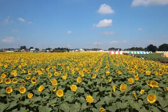 Sunflowers in Nogi Town