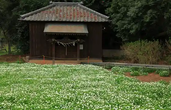 Nirinso at Nogi Shrine