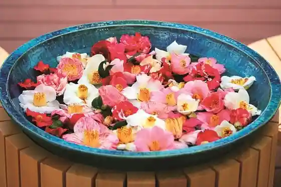 Ai to Wa Hana no Gyararii no no Ichi Tsubaki Kan & Tsubakiyama