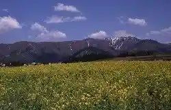 Rapeseed Blossoms of Nozawa Onsen Village