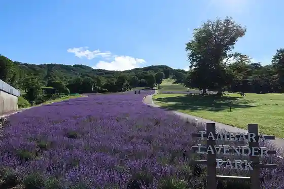 Tambara Lavender Park