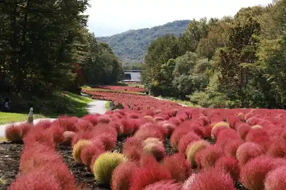 Tambara Kochia Garden