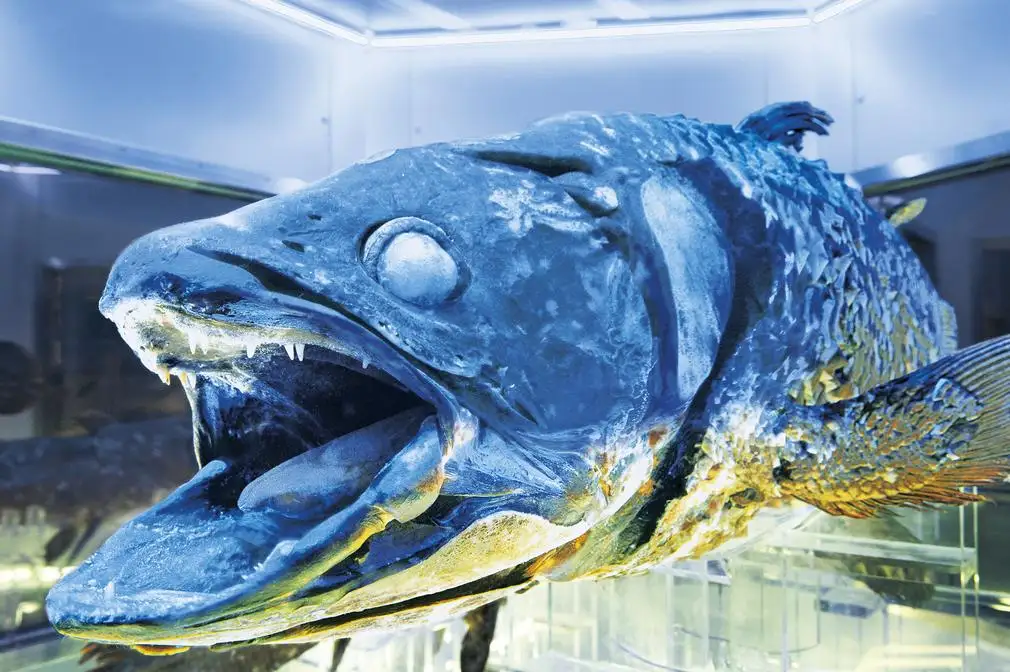 Numazu Minato Shinkai Aquarium Shiirakansu Museum
