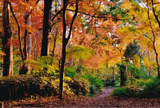 Toeda Forest