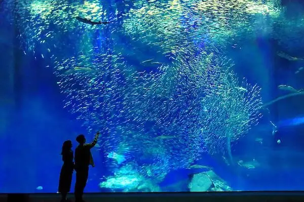 Akuawarudo Ibarakiken Oarai Aquarium