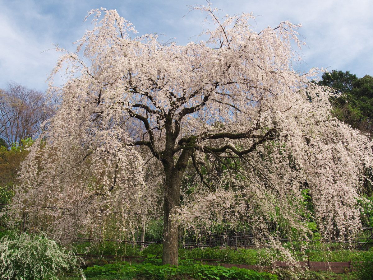 Chokozan Shotai-ji