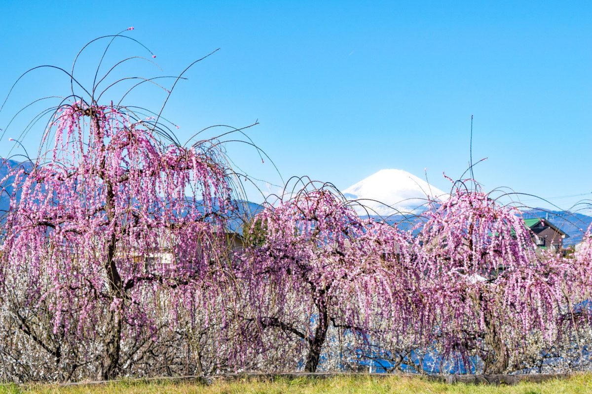 Soga Plum Grove