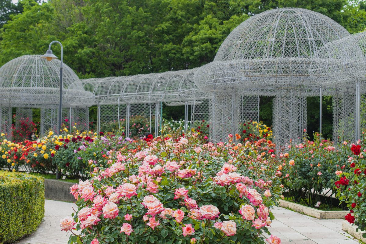 Odawara Flower Garden
