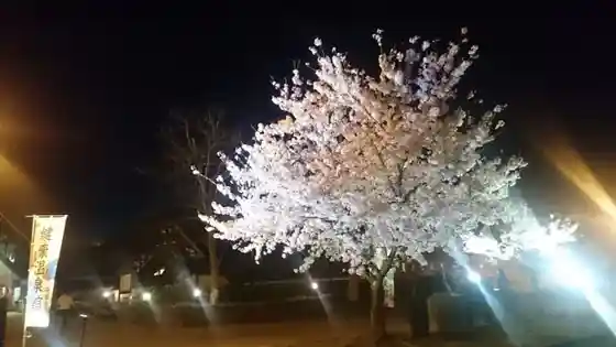 Terume Hakuryo Kenko Onsen Kansakura Light-up