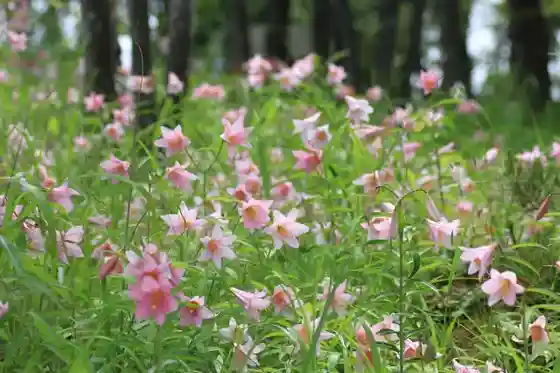 Daisen Shizen Koen
