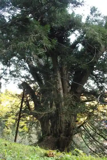 Jindai Kaya
