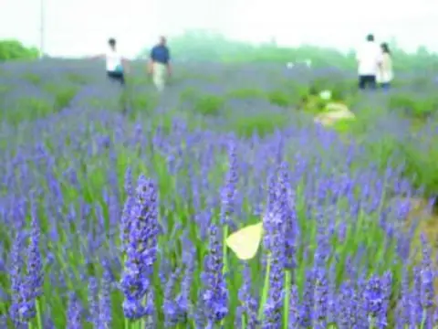 Goishi Lavender Garden