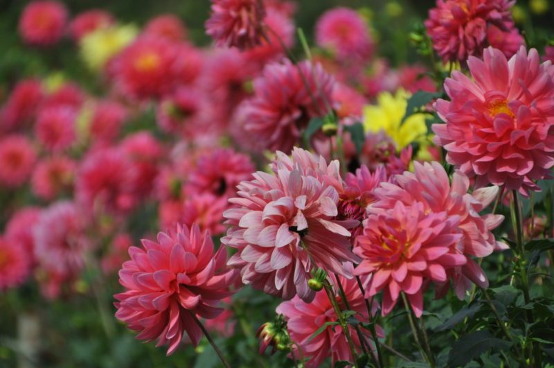 Mount Ryokami Foothills Dahlia Garden