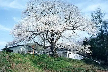 Ritsu Ya Cherry Blossoms