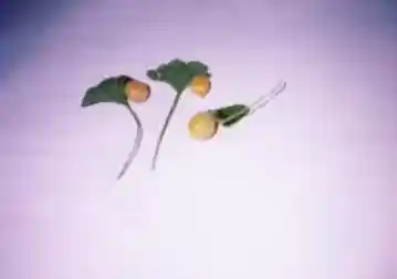 O Ha Tsuki Icho