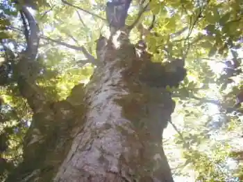 Shiraji Giant Horse Chestnut