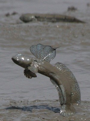 Ashikari Coast Mudskipper Reserve