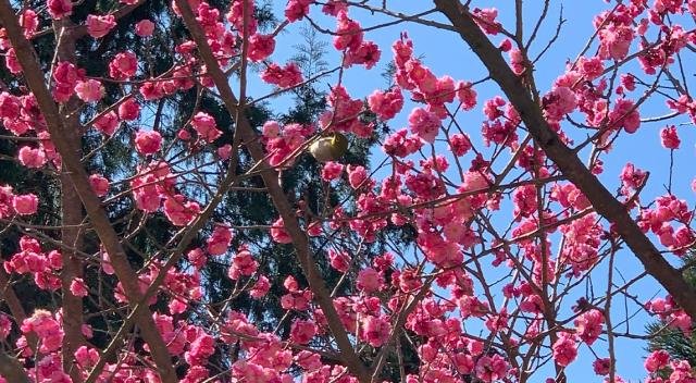 Ushio Plum Grove