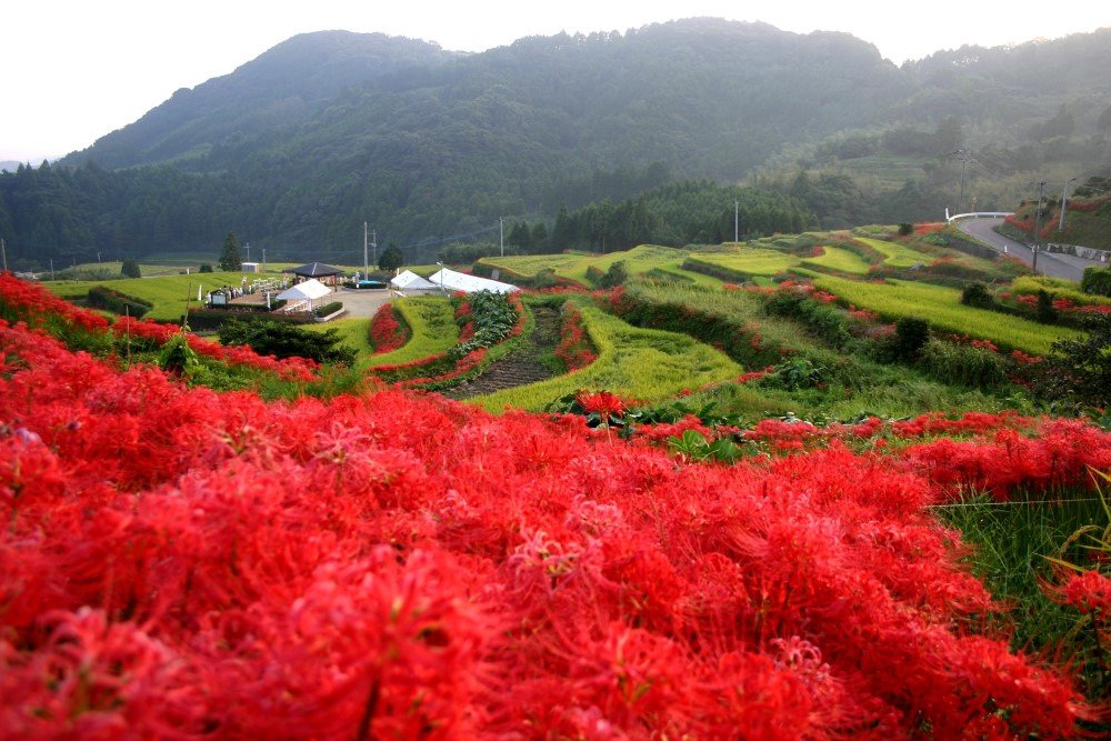 Eriyama Rice Terraces (Red Spider Lilies)