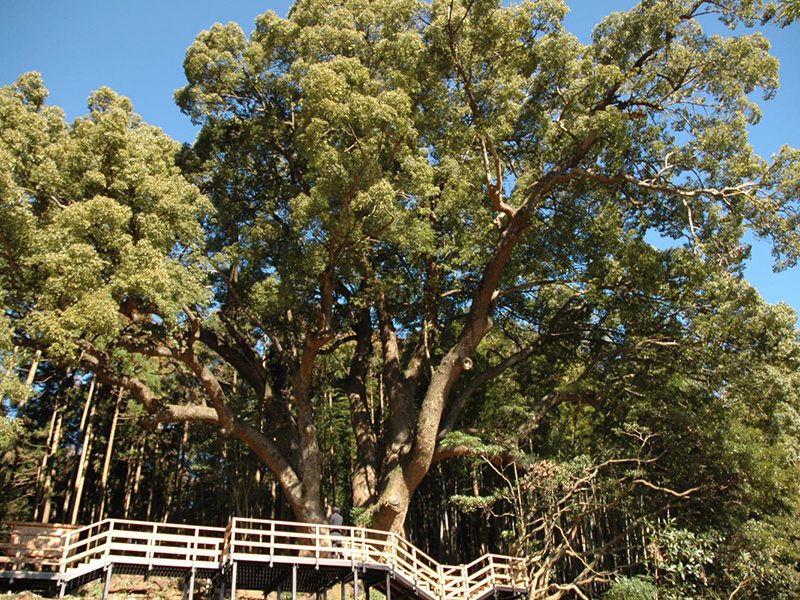 Kamiya Great Camphor Tree