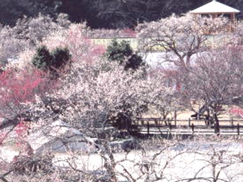Ogose Plum Grove