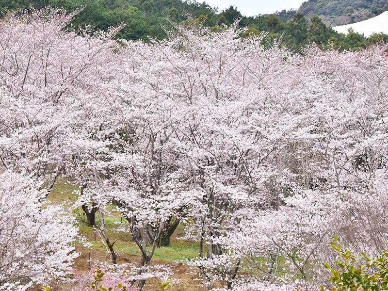 Sakuranoyama Park
