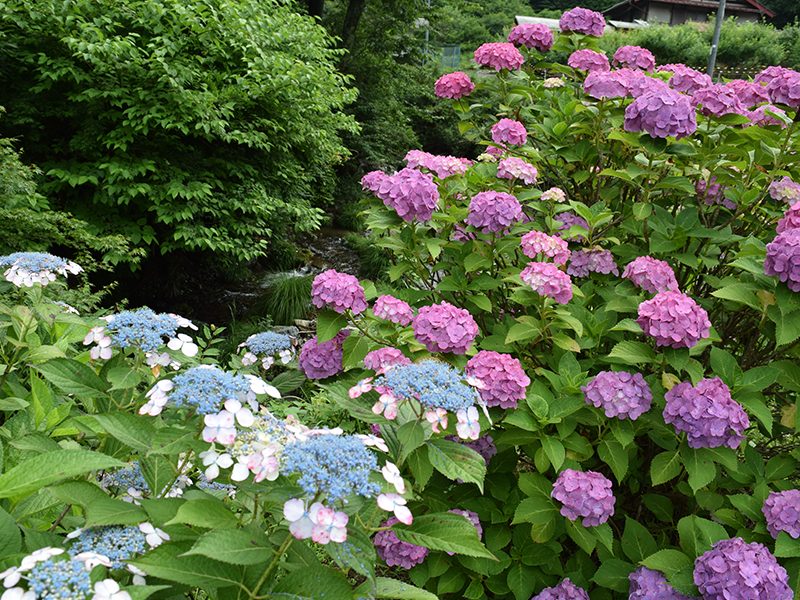 Hydrangea Road
