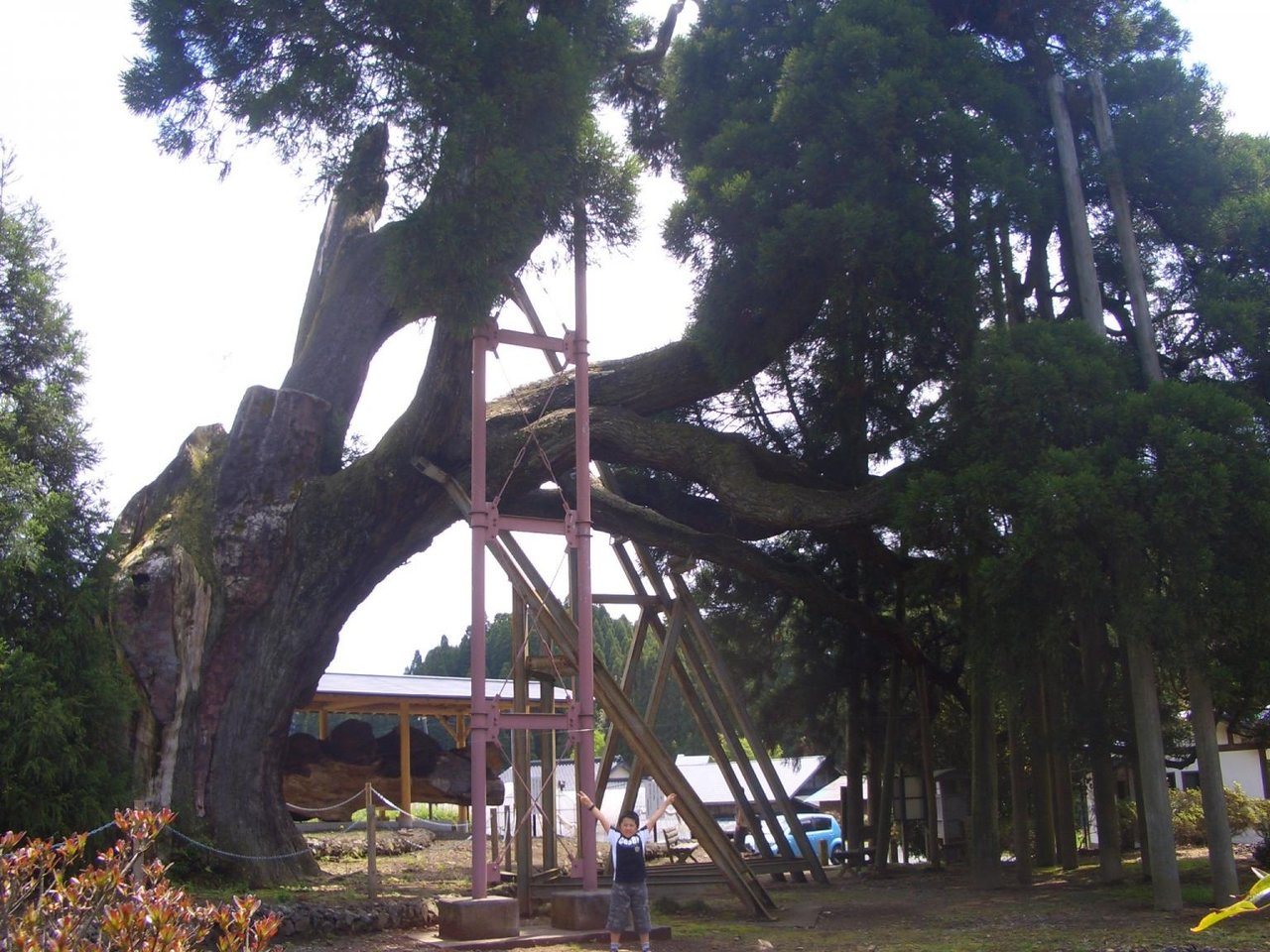 Amida Cedar
