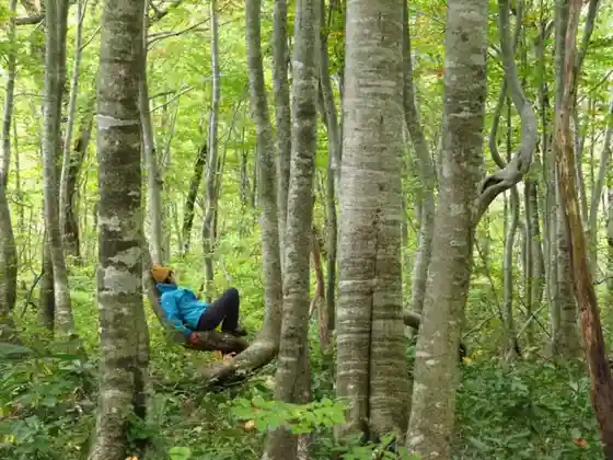 Buna no Mori Nukumidaira Retreat Tour: Forest Nap and Tea Time