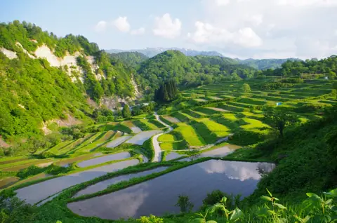 Shikamura Rice Terraces