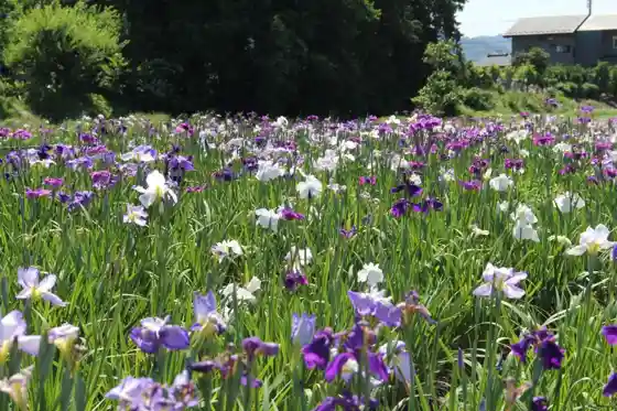 Seseragi no Sato Iris Garden / Waterside Plaza